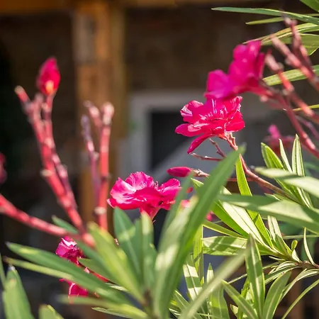 Insel Διαμέρισμα Reichenau